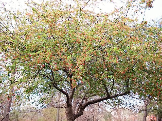 crabapple tree