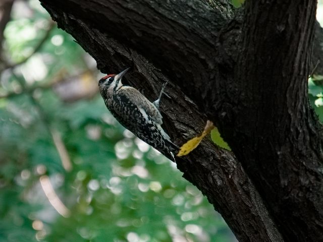 woodpecker