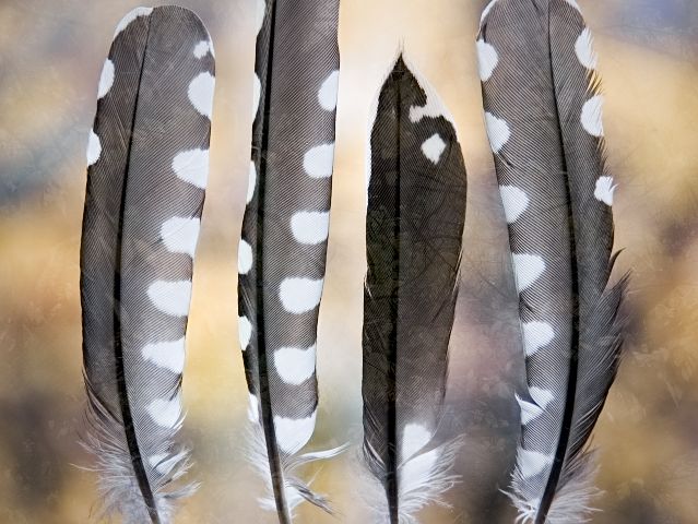 woodpecker feathers