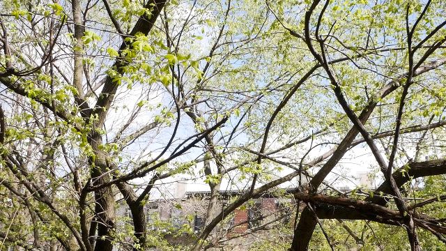 backyard window view